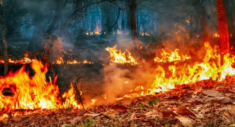 The bushfire crisis under climate change