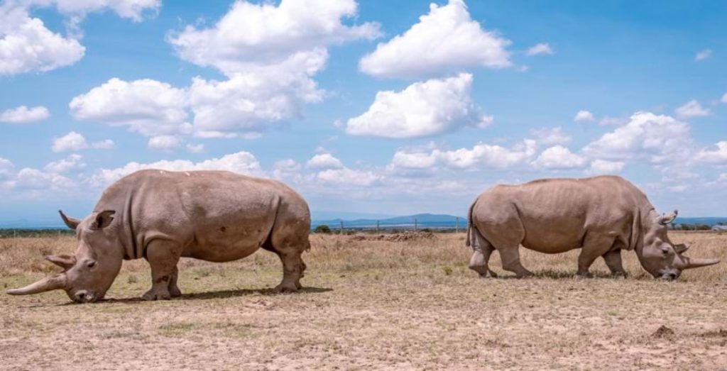 Real-Time Ecological Monitoring Safeguards Kenya’s Endangered Rhinos