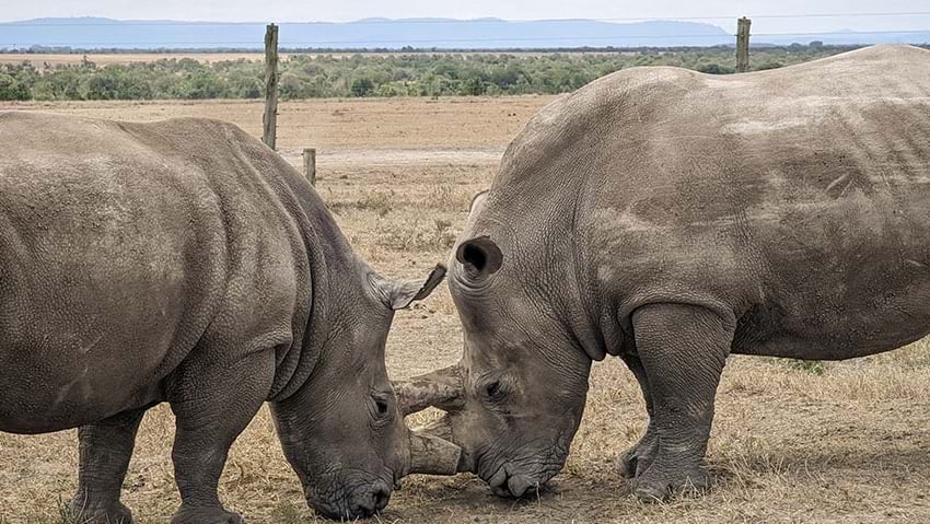 The mother and daughter duo Fatu and Najin offer the last hope for the continuation of the northern white rhino. (Image courtesy Ol Pejeta Conservancy)