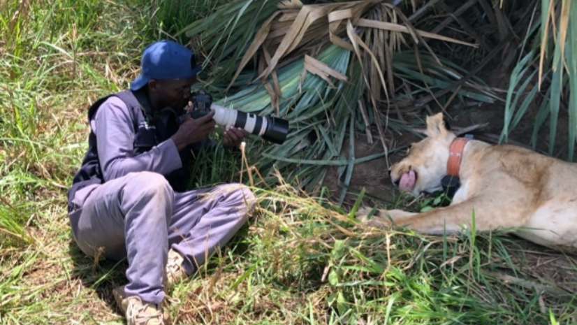 Gilbert conducted mobile work and photographed a female African lion.