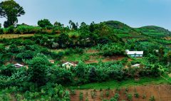 mitigating-risks-for-coffee-farmers-in-uganda-social-share
