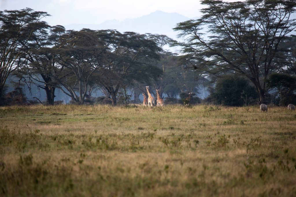 Building Stories in the Wild: A Week at Lake Nakuru National Park
