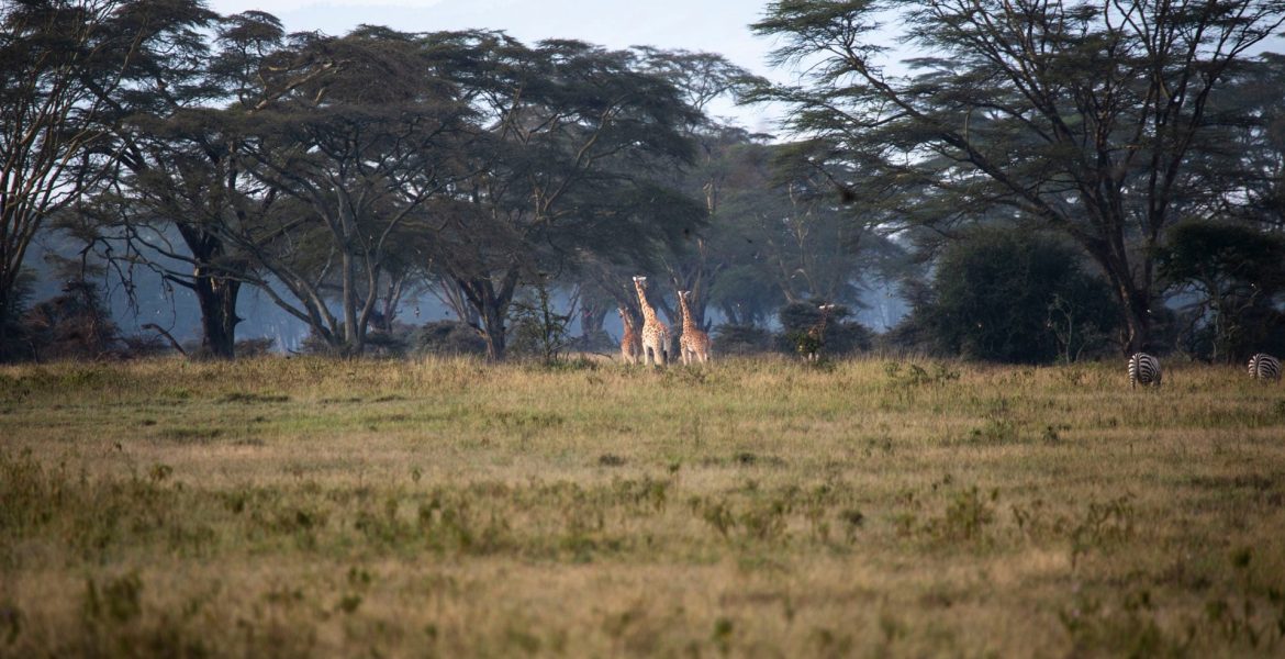 LakeNakuru-RossDonihue5 (1)