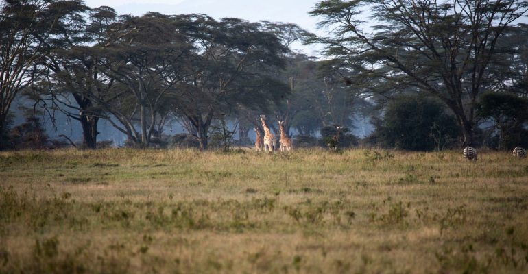 LakeNakuru-RossDonihue5 (1)