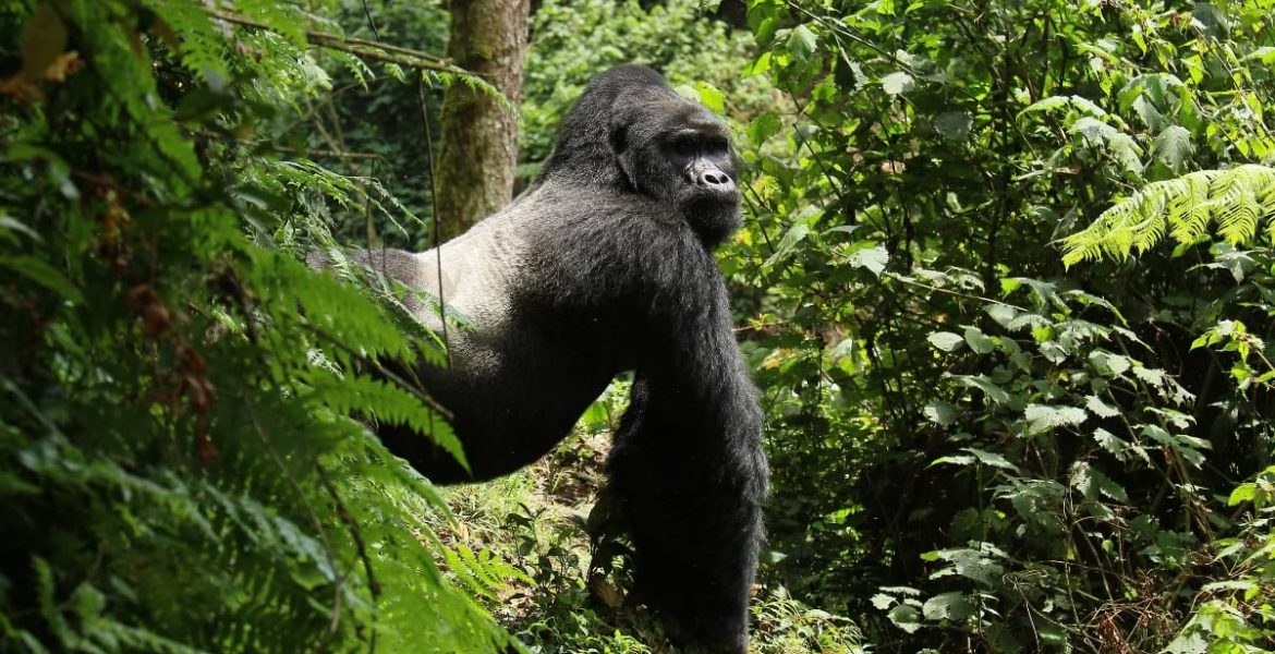 AdobeStock_1900229356-silverback