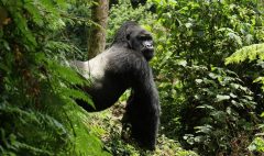 AdobeStock_1900229356-silverback