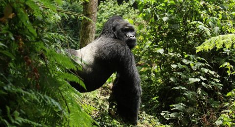 AdobeStock_1900229356-silverback