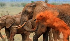 save-the-elephants-1