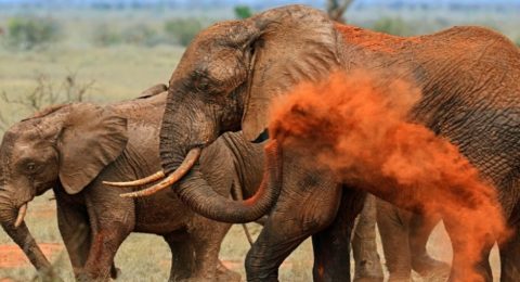save-the-elephants-1
