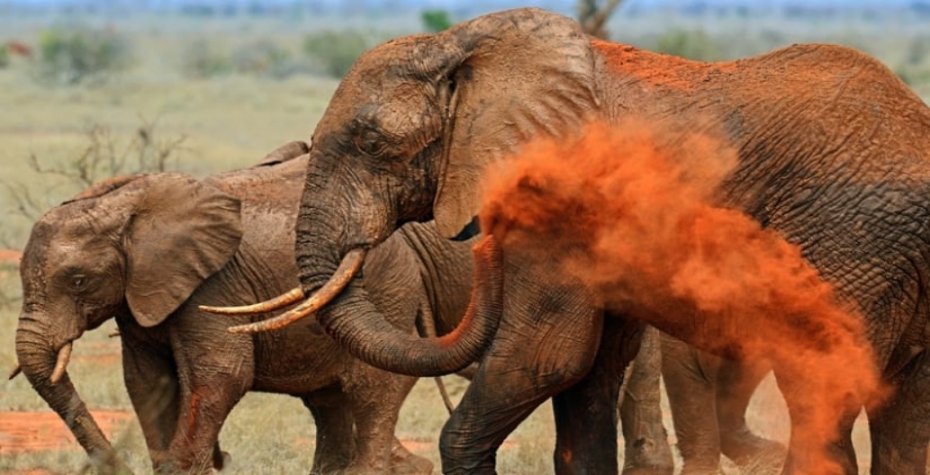 save-the-elephants-1